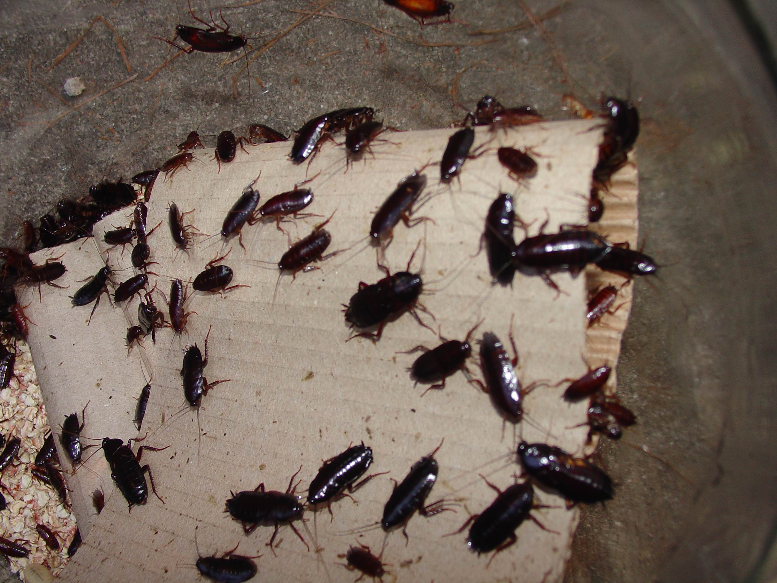 Disinfestazione scarafaggi e blatte Milano